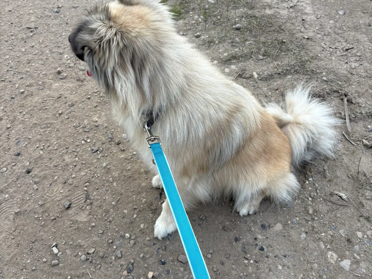 Billede 6 - Islandsk fårehund 