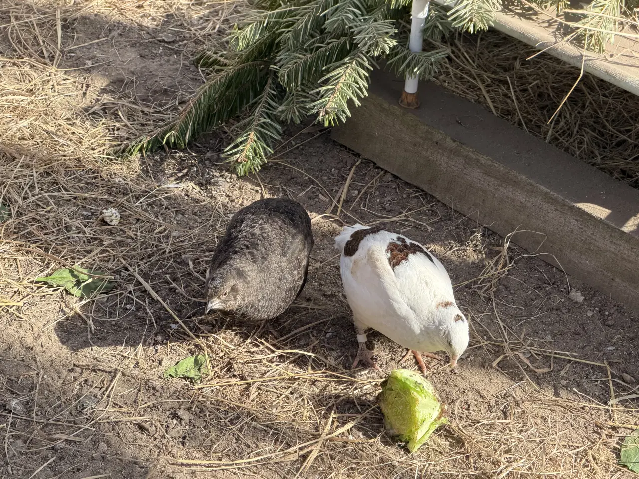 Billede 12 - Vagtel rugeæg 