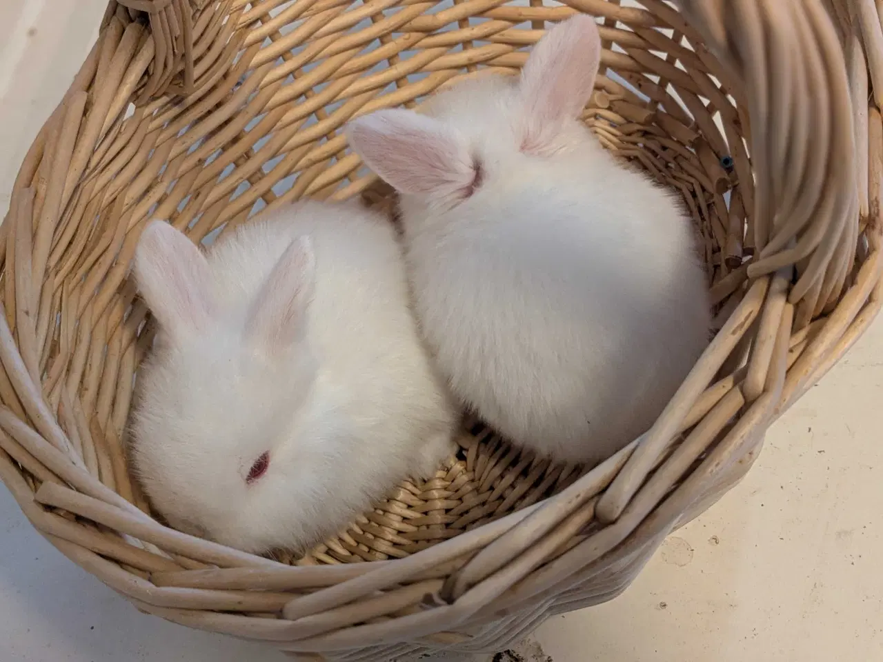 Billede 16 - Sødeste små Hermelin-kaninunger