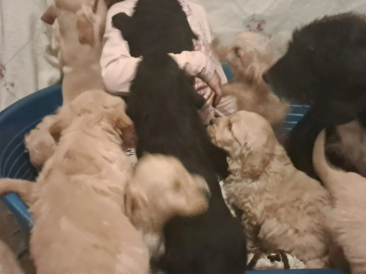 Billede 3 - De sødeste skønneste blandingshvalpe