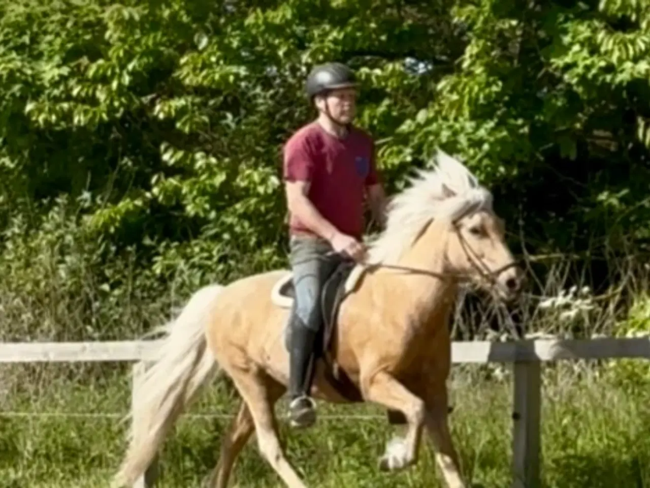 Billede 5 - Smuk palomino islænder 