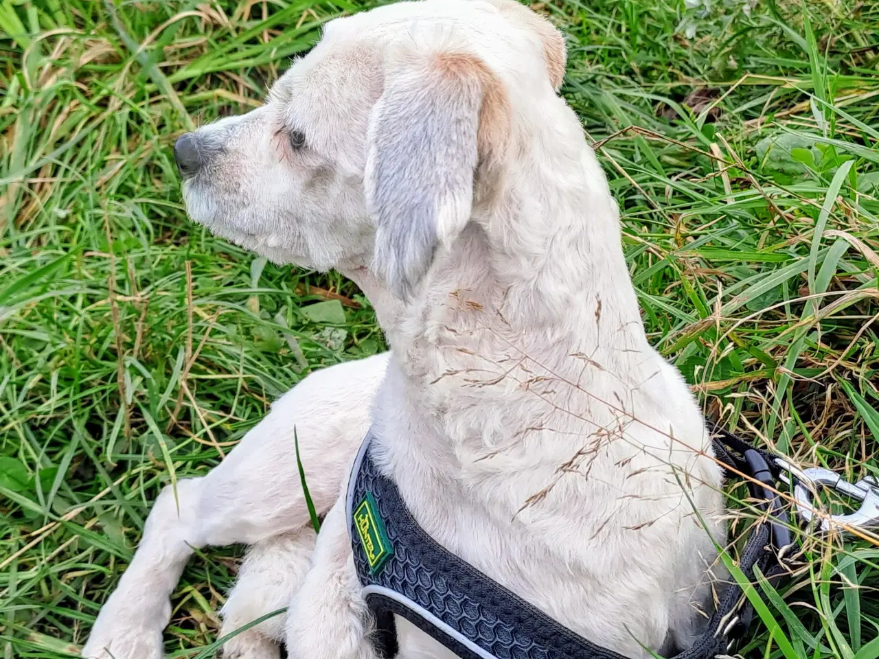 Billede 3 - Coton de tulear unghunf