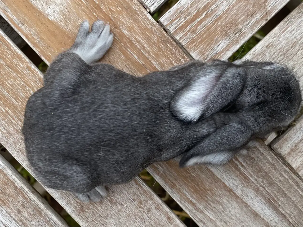 Billede 2 - FRANSK VÆDDER HUN CHINCHILLA