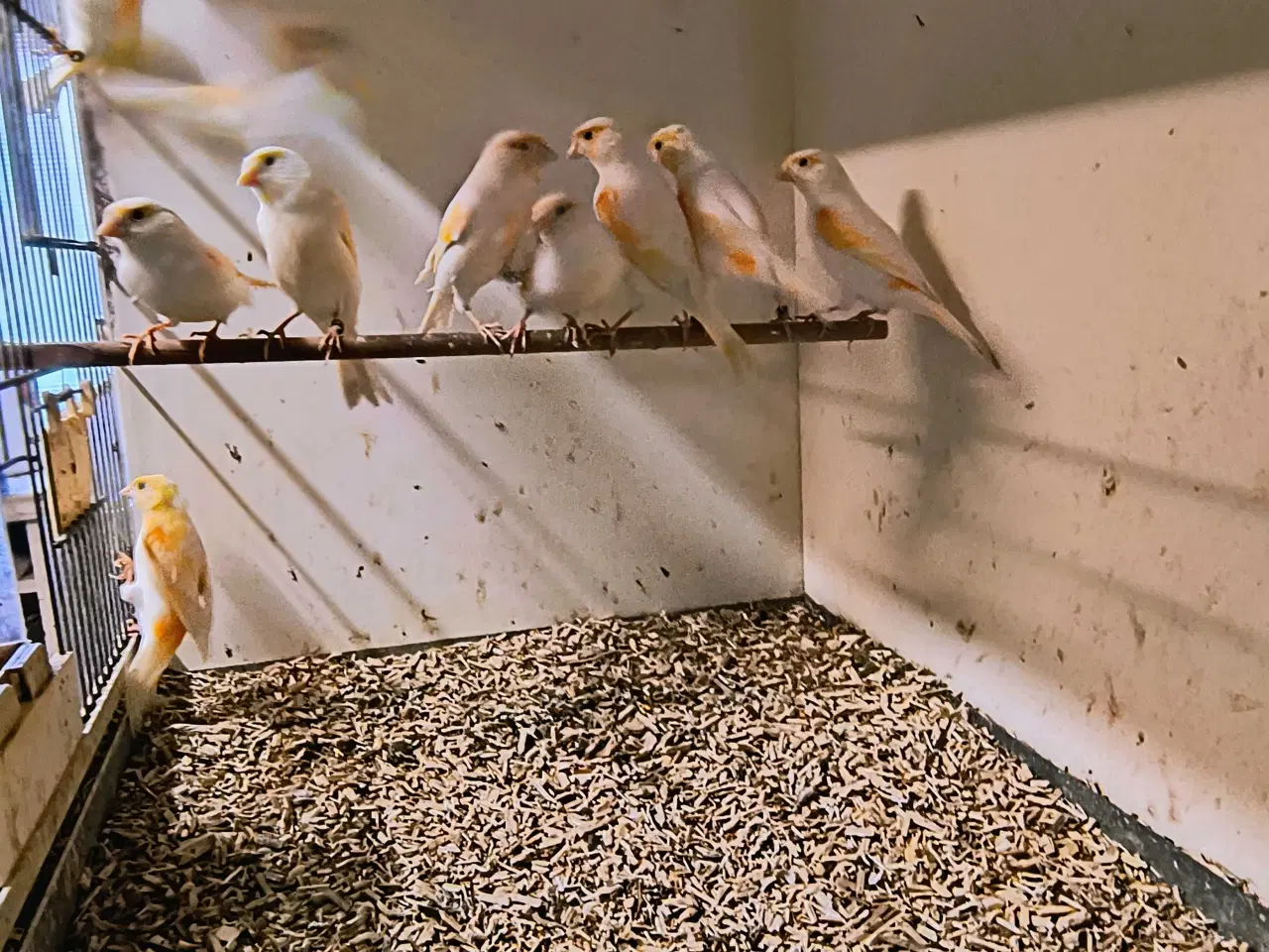 Billede 2 - Kanariefugle 