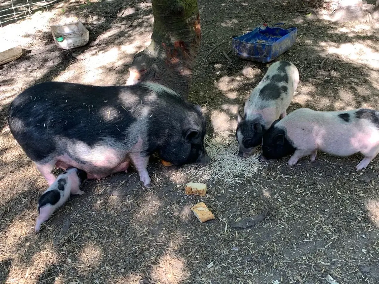 Billede 2 - Minigris-Minigris 