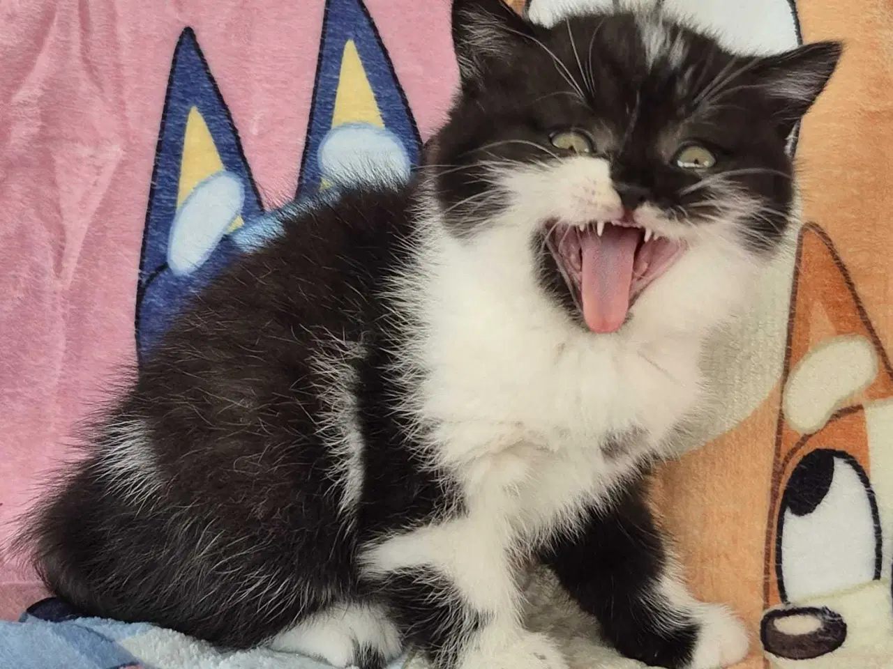 Billede 5 - British shorthair hunkilling