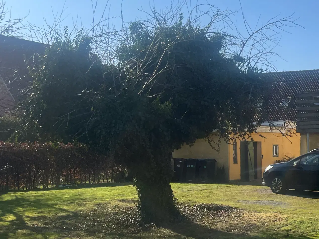 Billede 1 - Brænde, træet skal fældes