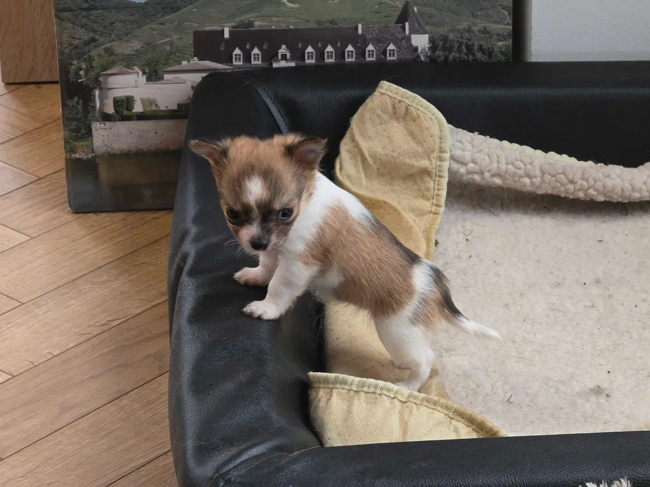 Billede 10 - Chihuahua hvalpe langhåret tæver. 2 stk