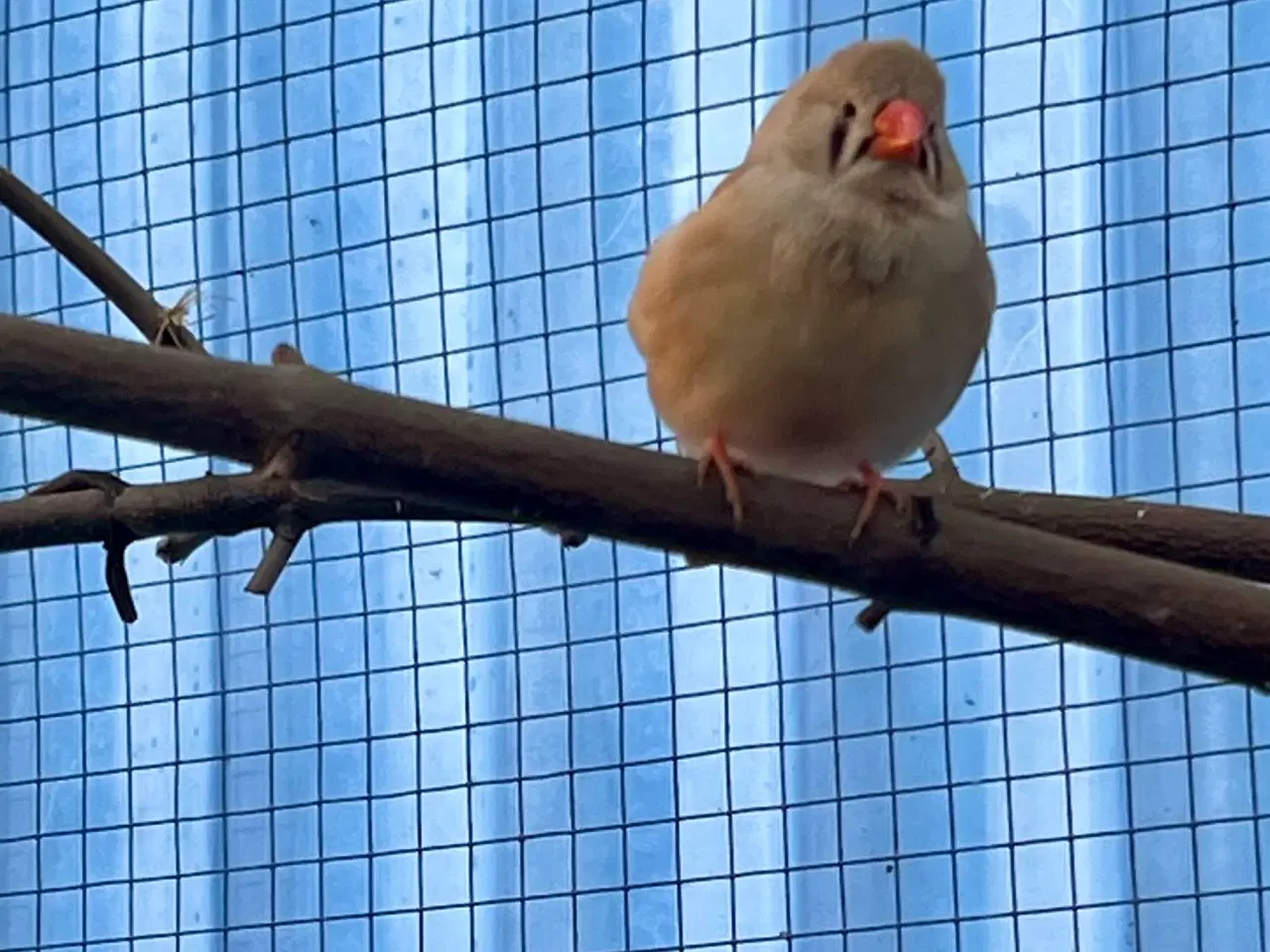 Billede 2 - 5 stk. Zebrafinker 