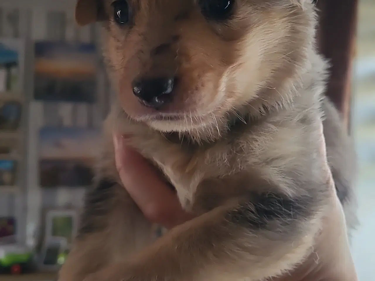 Billede 4 - Schæfer Australien shepherd hvalpe 