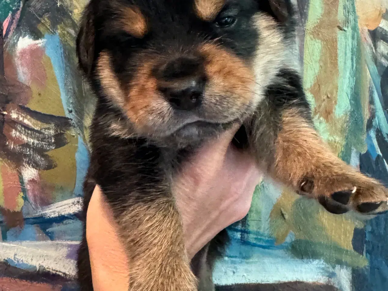 Billede 17 - Golden Retriever & Rottweiler mix