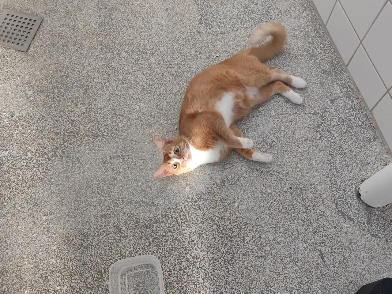 Billede 2 - røde håret kat søger nyt hjem