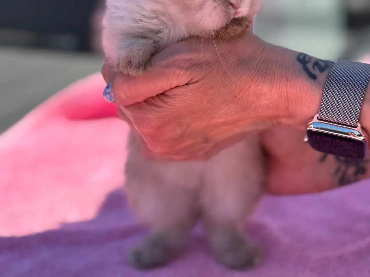 Billede 13 - Mini lop kanin unge