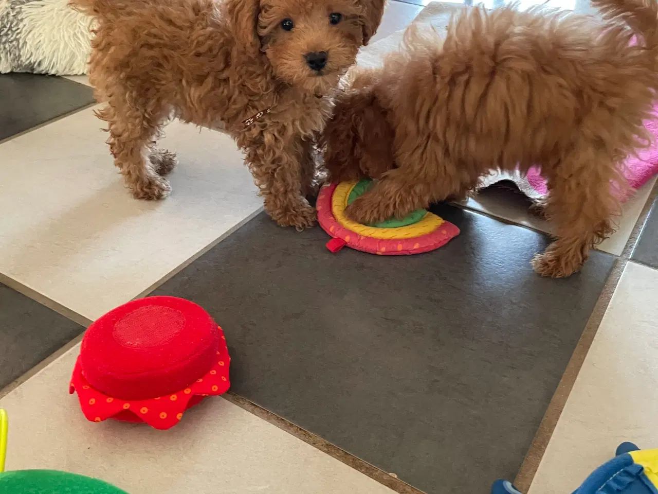 Billede 1 - Havapoo hvalpe - salgsklare..!