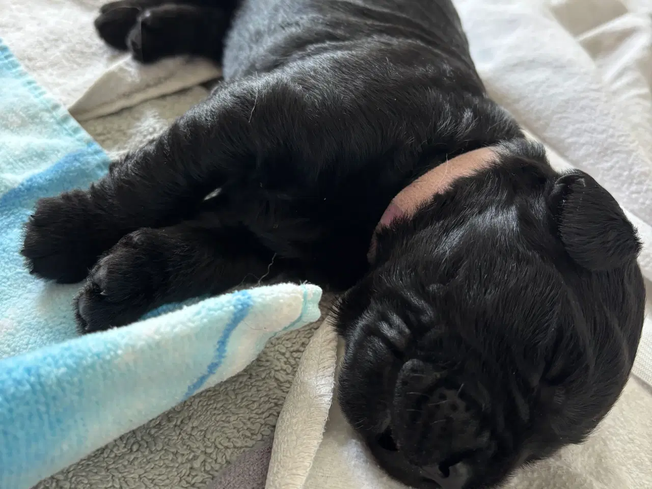 Billede 10 - Labradoodle goldendoodle doodle hvalpe 