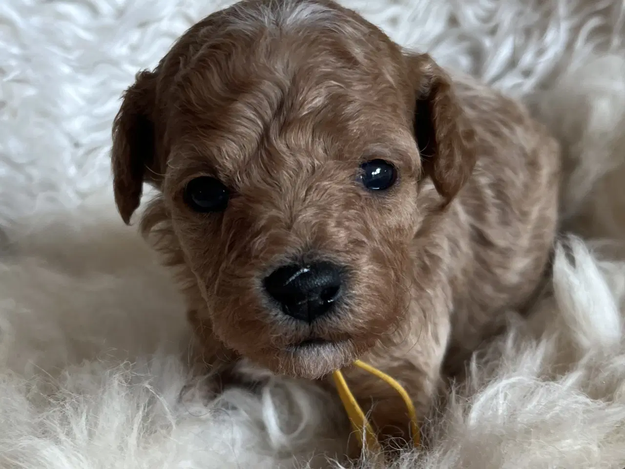 Billede 1 - 🐾 Skønne Poochon hvalpe søger kærlige hjem 🐾