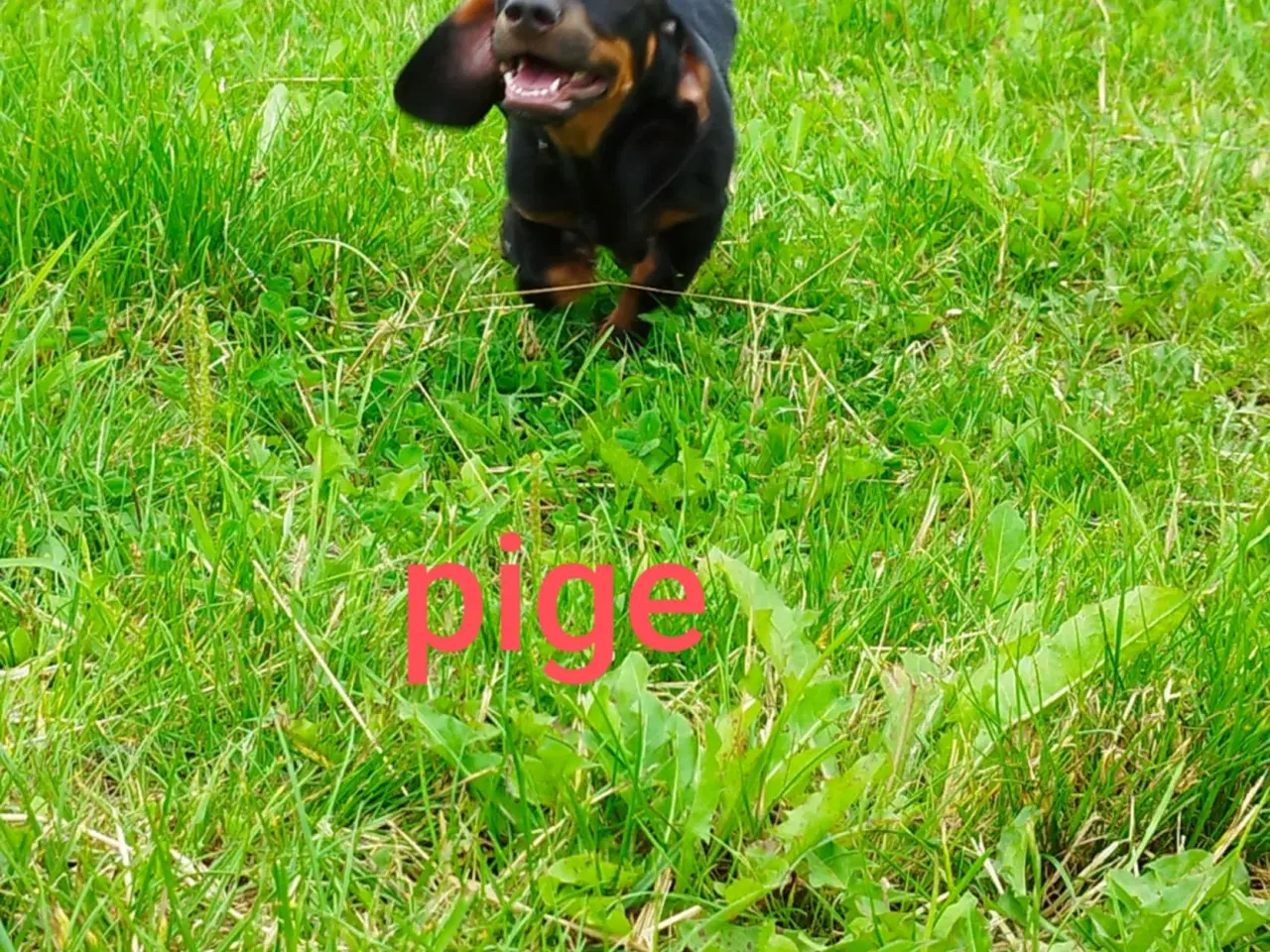 Billede 2 - Gravhunde hvalpe korthåret 
