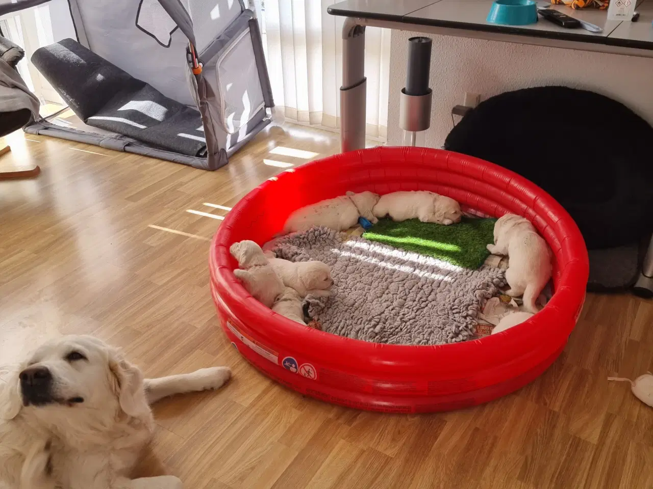 Billede 5 - GOLDEN RETRIEVER HVALPE DKK FORÆLDRE