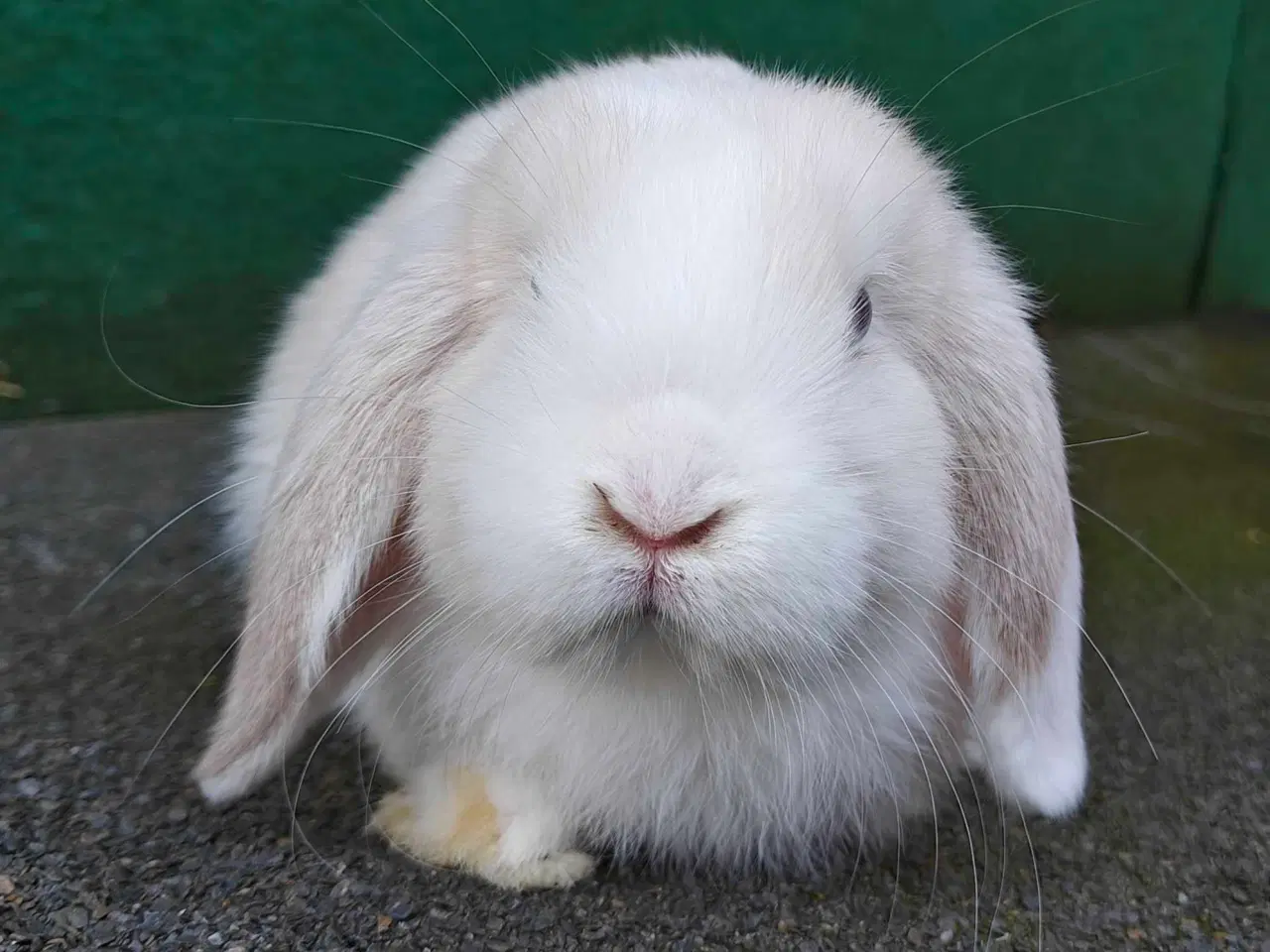 Billede 10 - Minilop