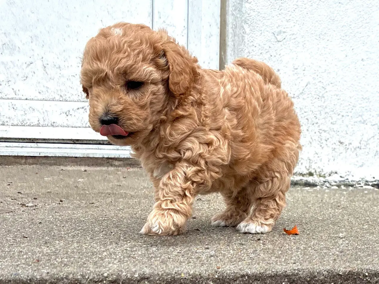 Billede 6 - doodle / cotonpoo / pooton  hvalpe  