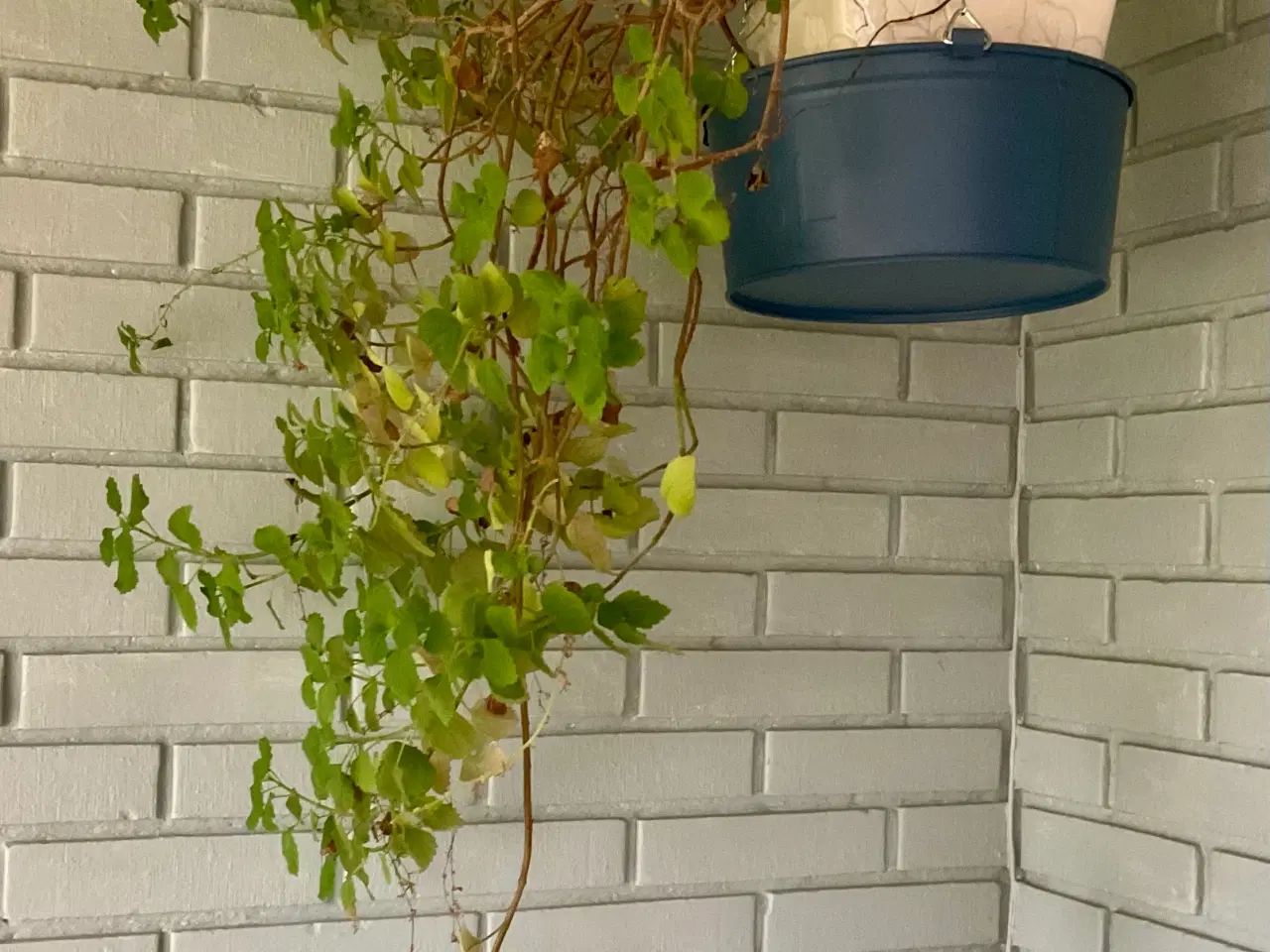 Billede 6 - Forskellige stueplanter