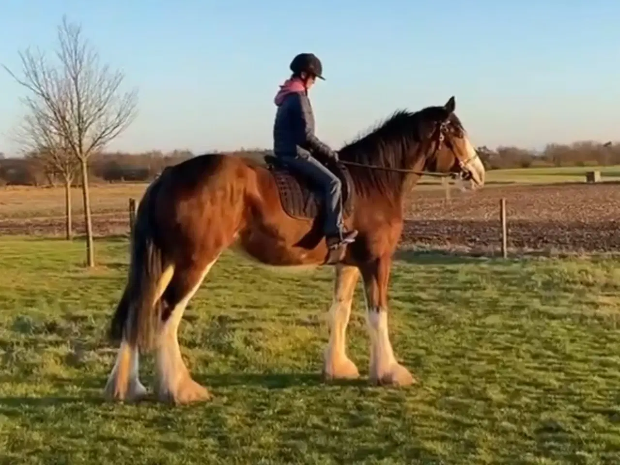 Billede 8 - Sjælden mulighed for at blive ejer af en CLYDESDAL