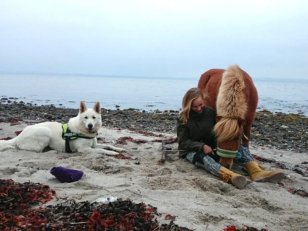 Billede 5 - Shetlænderen Betterøv