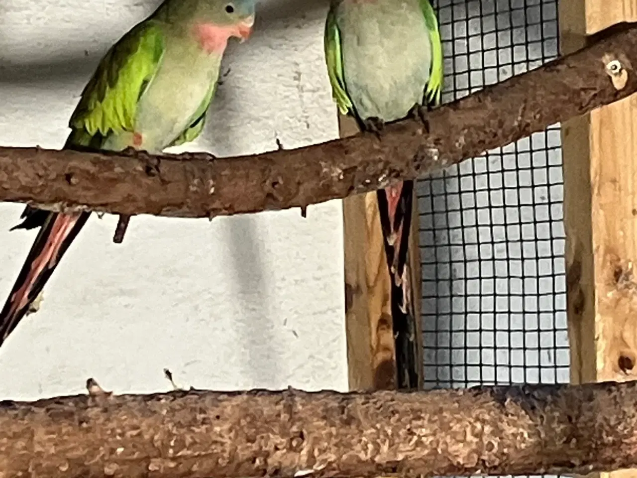 Billede 2 - 2 STK. SØDE PRINSESSEPARAKITTER I GRØN