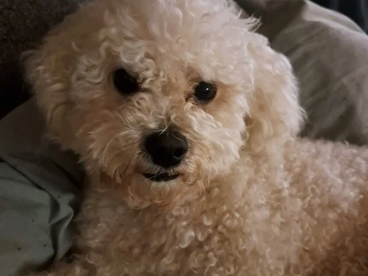 Billede 3 - Bichon frise tilbydes til avl