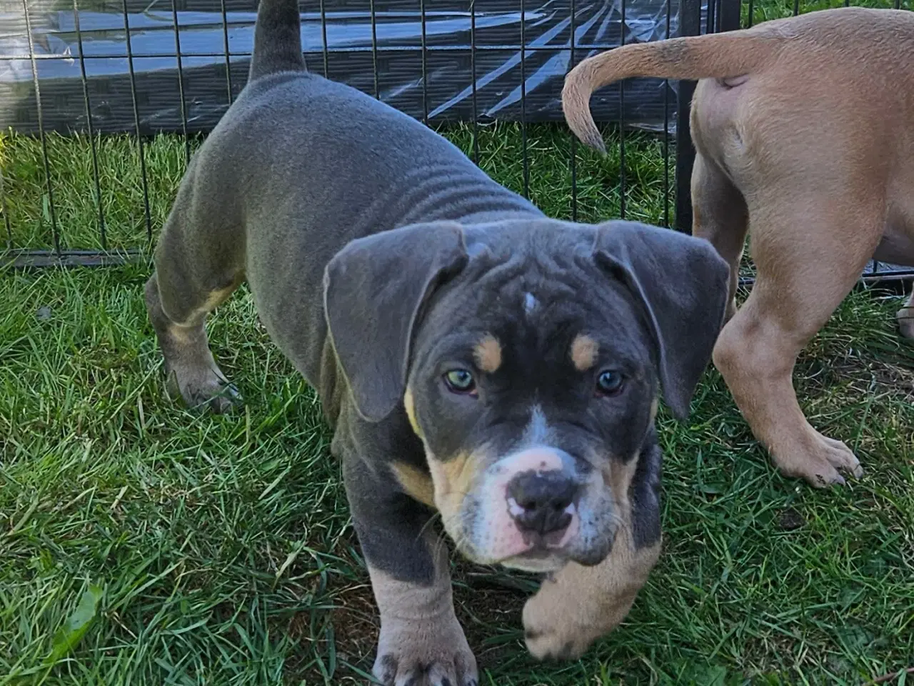 Billede 4 - American bully 