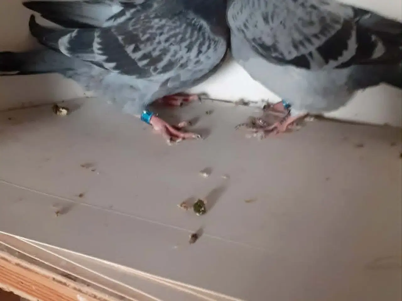 Billede 1 - Brevduerunger er klar til at flytte