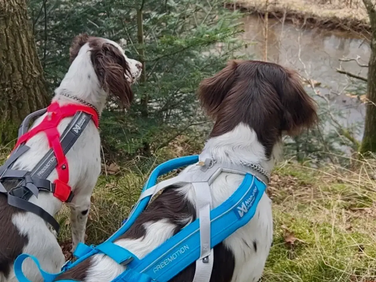 Billede 7 - Springer spaniel/kleiner hvalpe