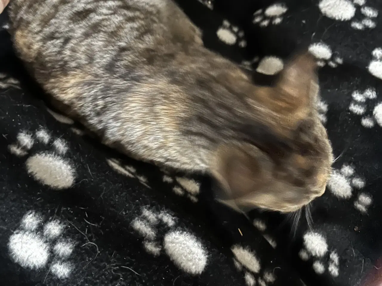 Billede 12 - Indendørs Killinger -afdrag muligt