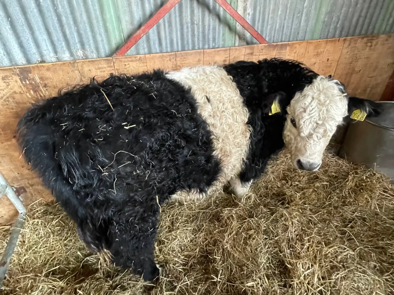 Billede 4 - Krydsnings tyrekalv