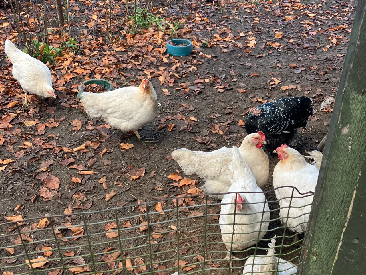 Billede 1 - høns