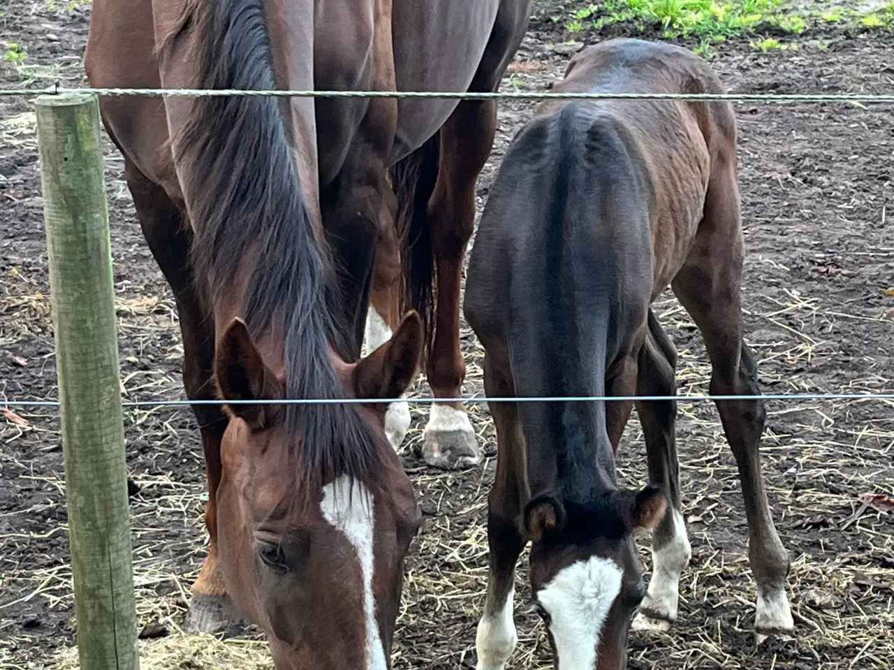 Billede 5 - Føl sælges 