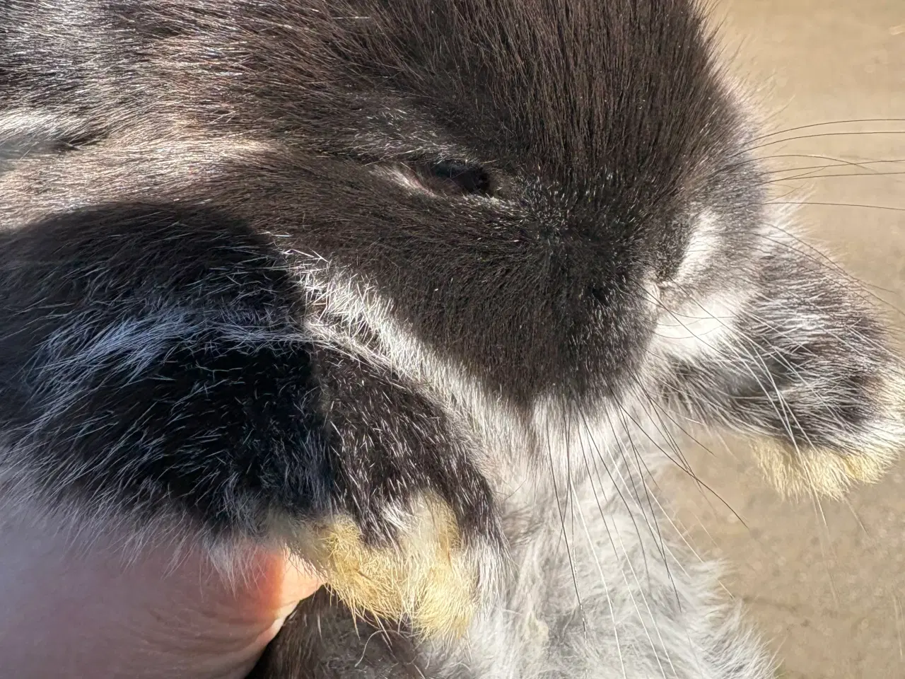 Billede 4 - Minilops pige