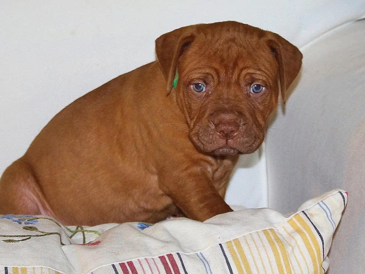 Billede 4 - Smukke fransk mastiff/Dogue de Bordeaux hvalpe 🐾