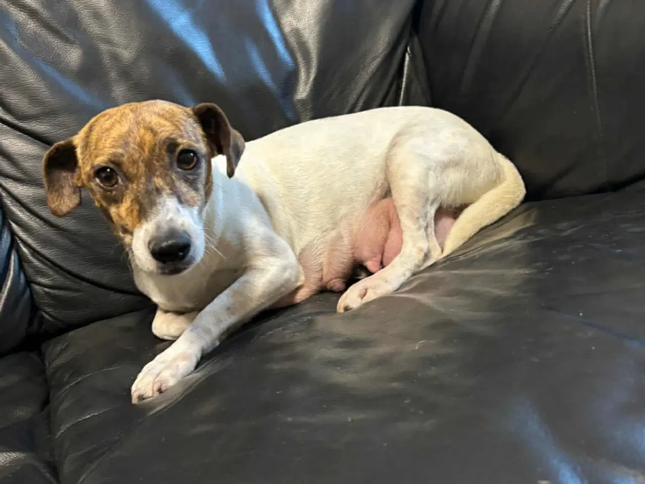 Billede 7 - Dansk-Svensk gårdhund- Fransk Bulldog