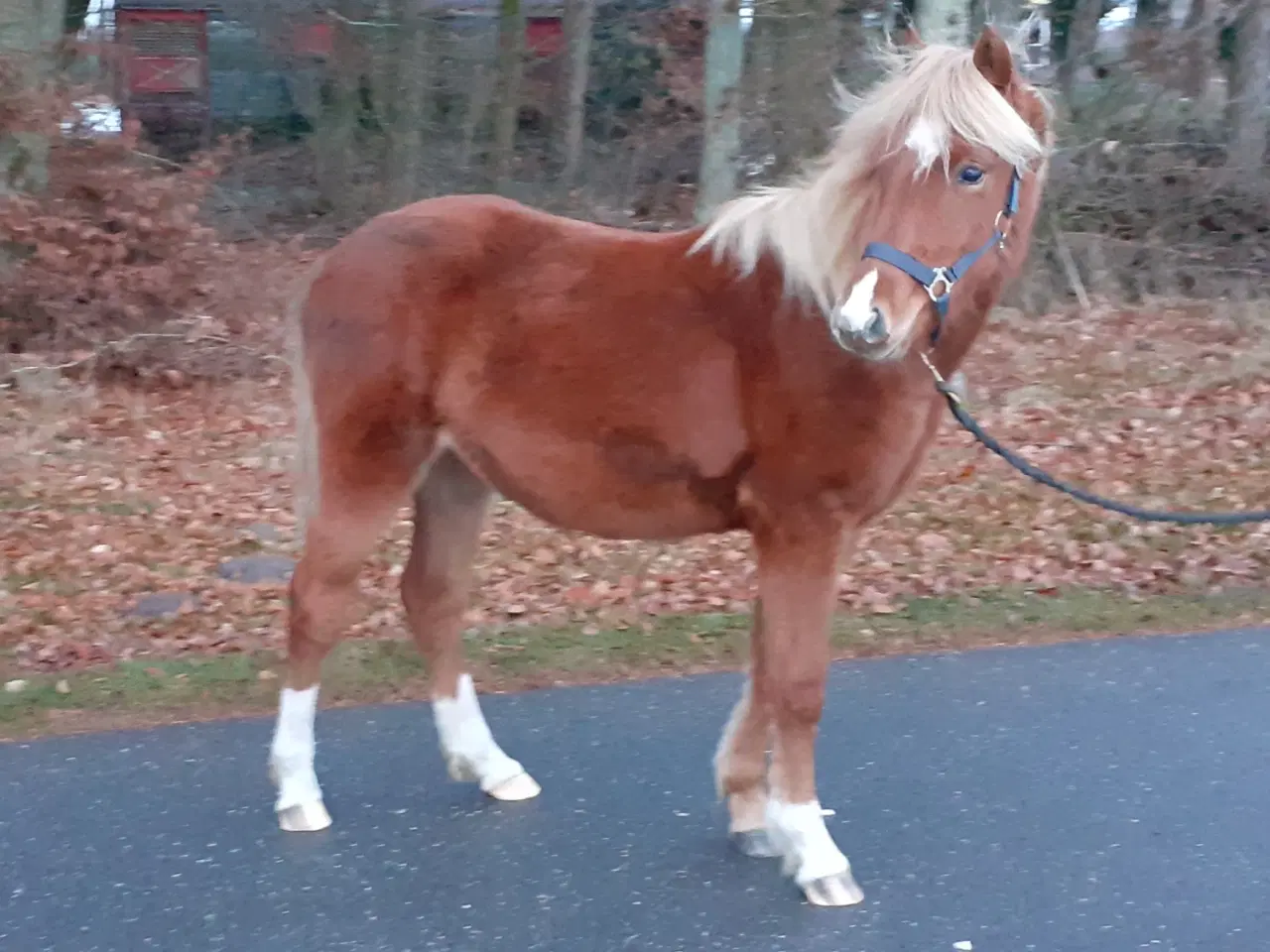 Billede 12 - Pony ,Pinto /araber hingst plag 