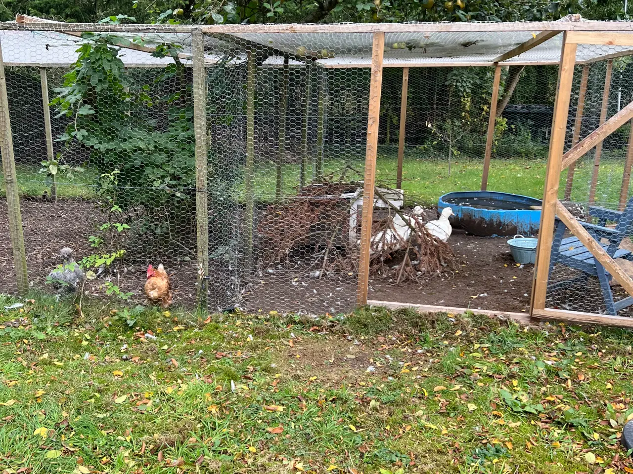 Billede 4 - Landænder