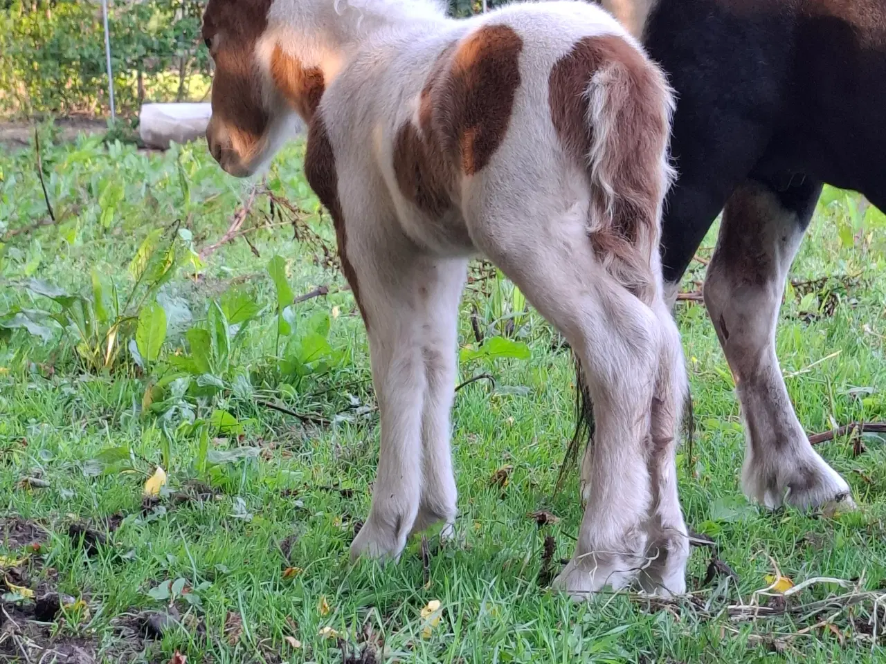 Billede 6 - Miniature hingst 