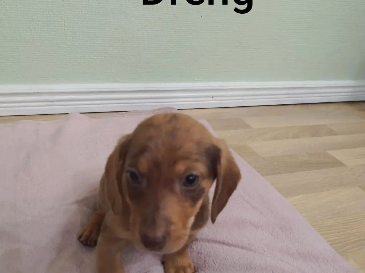 Billede 7 - korthåret dværg gravhunde hvalpe harlekin