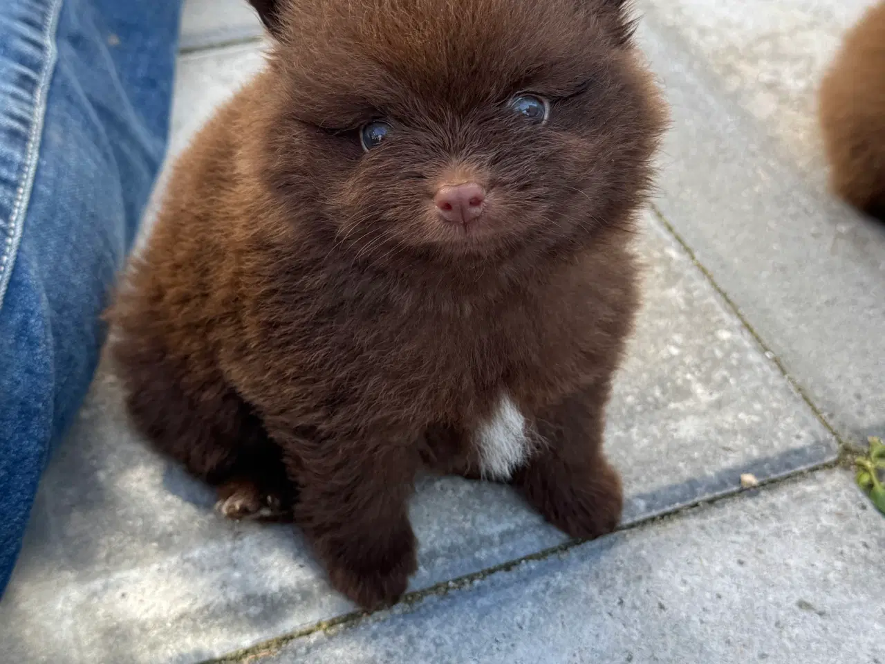 Billede 7 - Pomerania hvalpe 1 pige tilbage