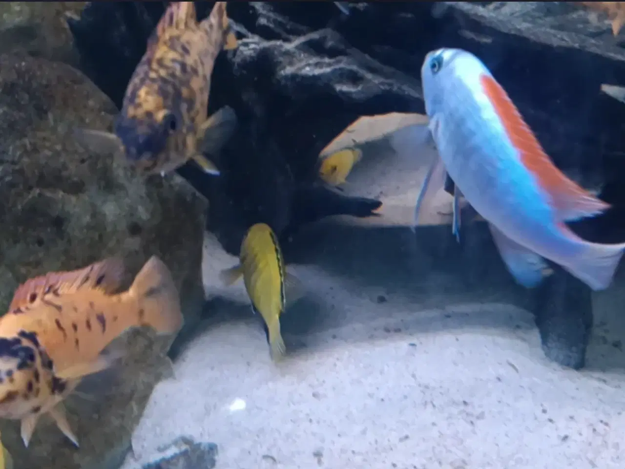 Billede 5 - Avl fra mine flotte  F1 ciclider i smukke nuancer.