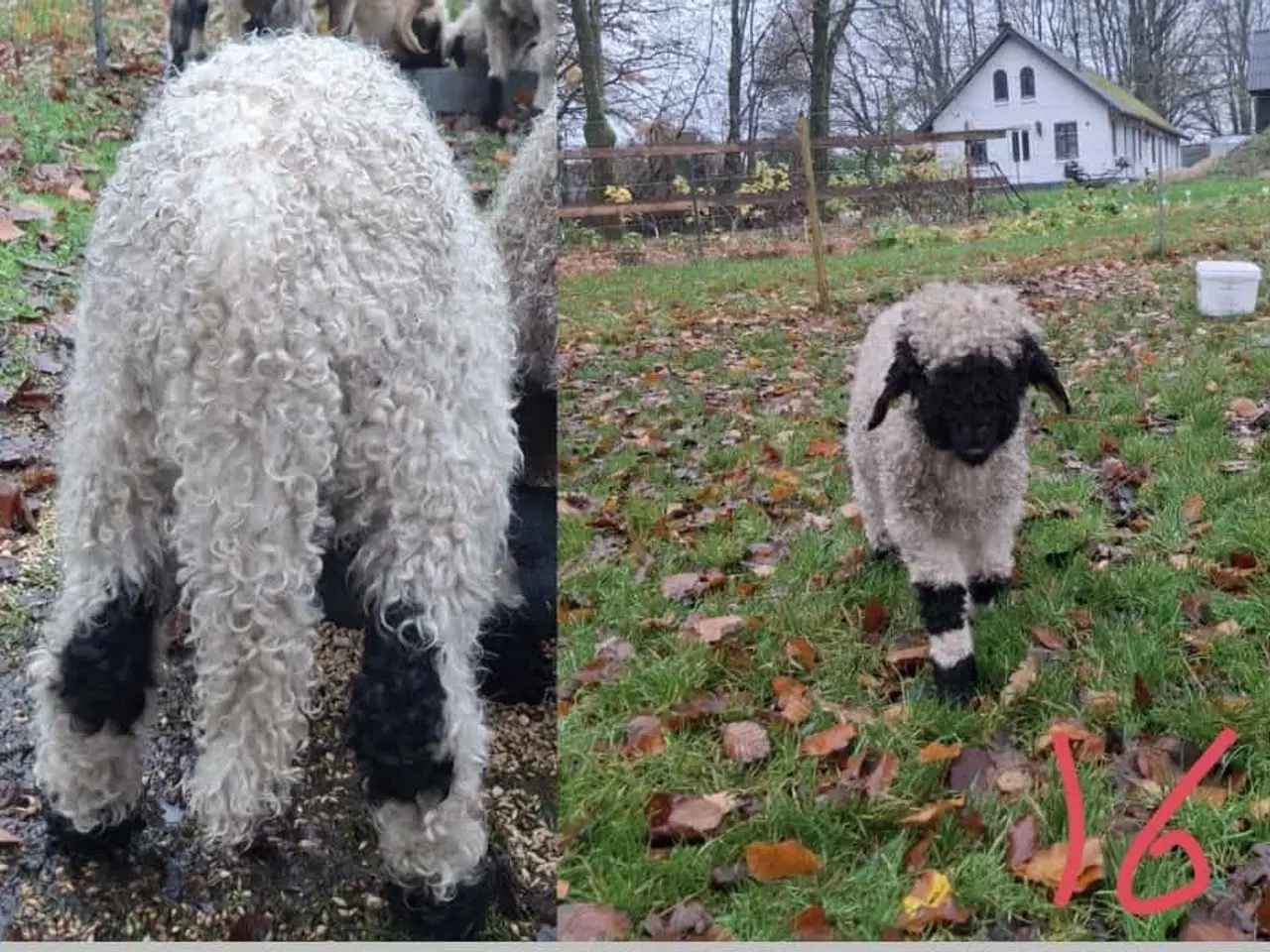 Billede 5 - Valais Blacknose gimmer- og vædderlam 
