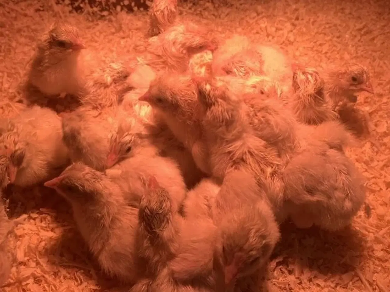 Billede 1 - Sussex kyllinger, daggamle