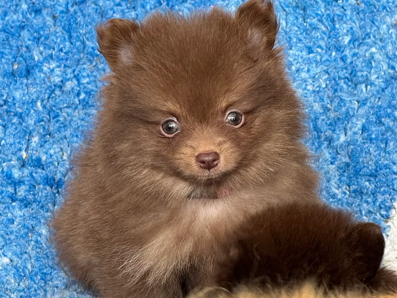 Billede 1 - Pomerania hvalpe 1 pige tilbage