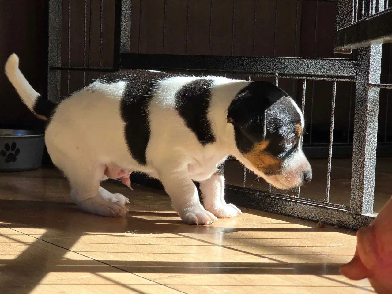 Billede 9 - Dansk svensk gårdhund / jack russel hvalpe