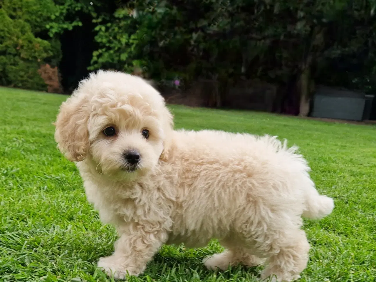 Billede 2 - Havapoo Bamser Puddel & Bichon Havanais